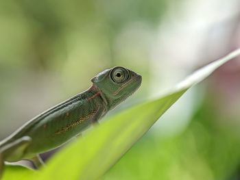 Close-up of lizard