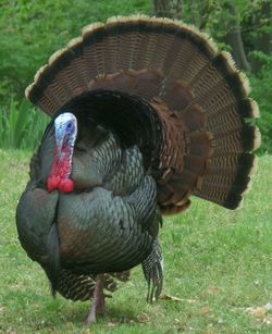 Close-up of duck on field