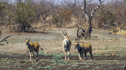 Antelopes walking on land against trees in forest