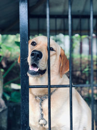 Close-up of dog