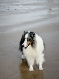 one animal