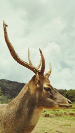 Close-up of deer against sky