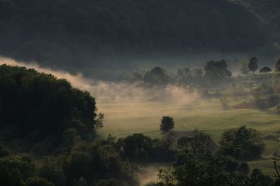 Trees in forest against sky