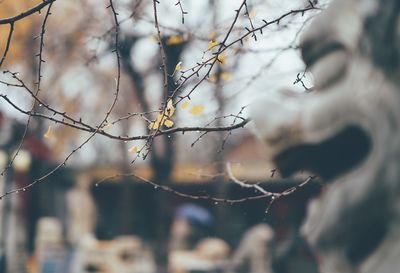 Close-up of woman on tree branch