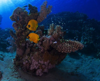 Fish swimming in sea