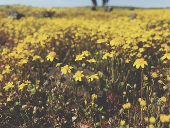 Yellow flowering plants on field