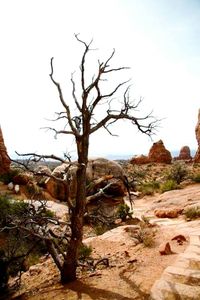 Bare trees on landscape