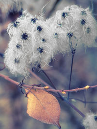 Close-up of white flowering plant