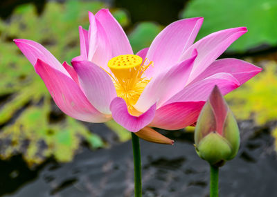 Close-up of pink water lily