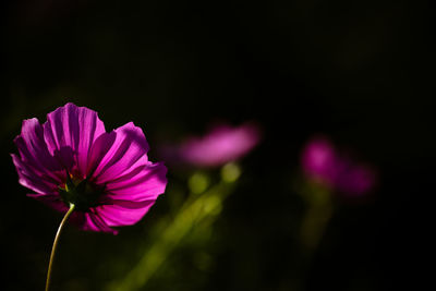 Close-up of pink flowers