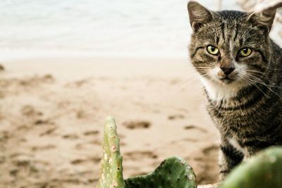 Portrait of cat on beach