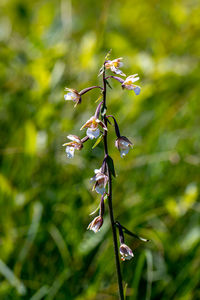 Close-up of red flowering plant