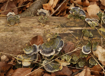 Close-up of leaves