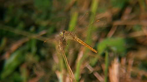 Close-up of insect on grass