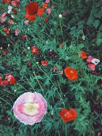 Close-up of red poppy flower in field