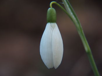 Close-up of white flowering plant