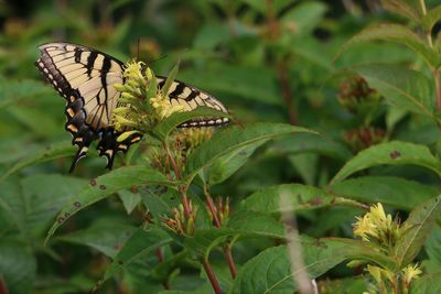 Close-up of butterfly pollinating flower