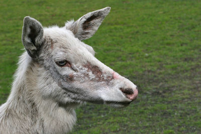 Close-up of a white deer on field