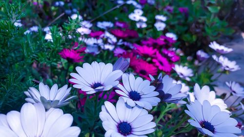 Close-up of fresh purple flowers