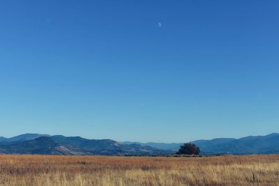 Scenic view of field against clear blue sky