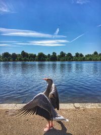 Duck on lake against sky