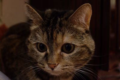 Close-up portrait of cat