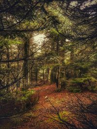 Trees in forest