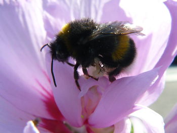 Close-up of bee pollinating on purple flower