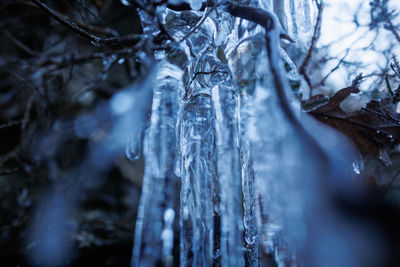 Close-up of frozen plant