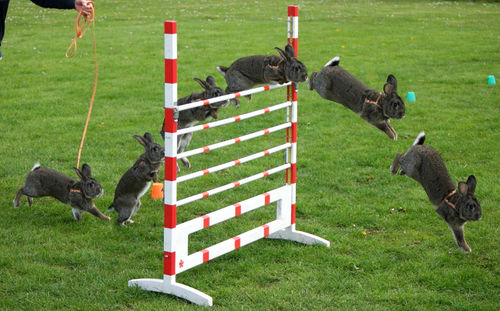 Rabbits jumping over hurdle on grassy field