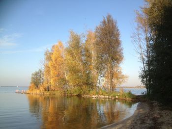 Reflection of trees in water