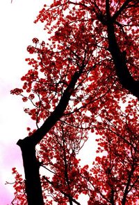 Low angle view of trees against sky