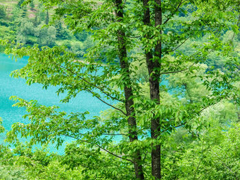 Low angle view of tree against sky