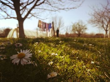 Close-up of flowering plants on field