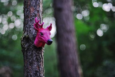 Close-up of animal head mounted on tree trunk