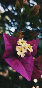 Close-up of pink flowering plant
