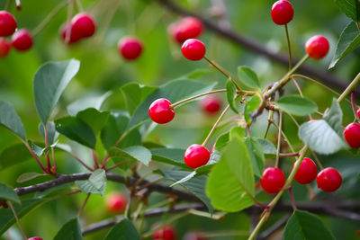 Close-up of red berries growing on tree