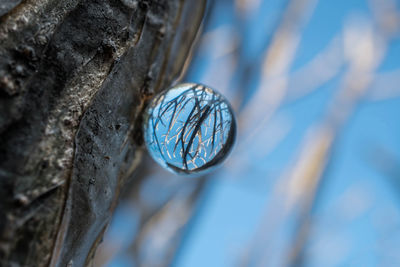 Close-up of tree trunk