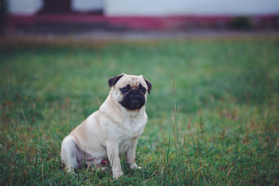 Dog looking away on field