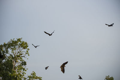 Low angle view of birds flying against clear sky