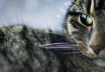 Close-up of cat