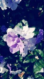 Close-up of purple flowers blooming outdoors