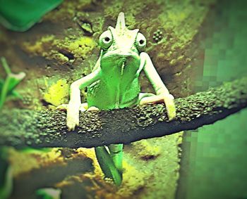 Close-up portrait of frog