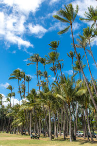 Palm trees on field against sky