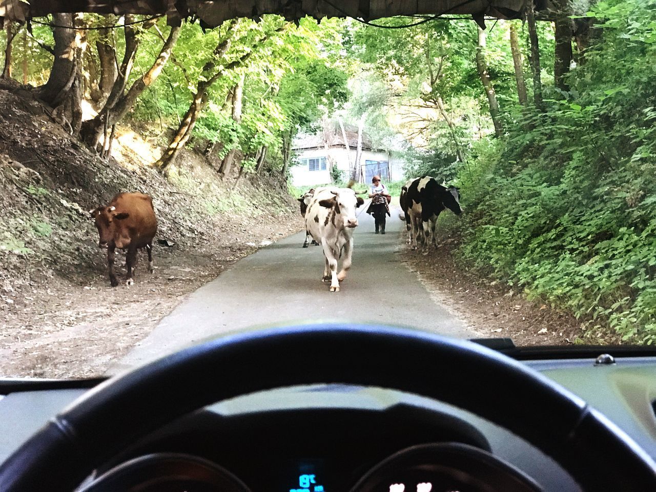 VIEW OF HORSES IN CAR