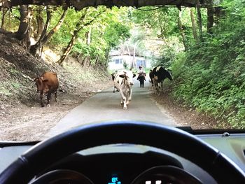 View of horse in car