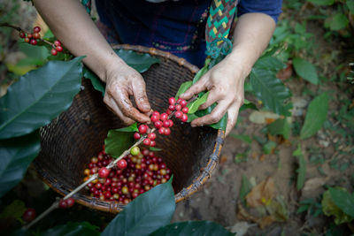 Worker harvest typica coffee berries on its branch,agriculture economy industry business