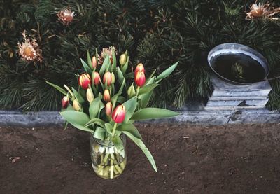 Close-up of fresh flowers blooming in plant