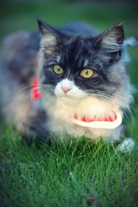 Close-up portrait of a cat