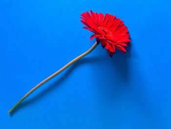 Close-up of flower against blue background